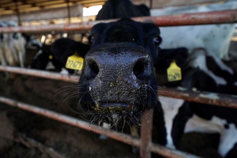 © Reuters. FILE PHOTO: A Holstein cow looks out from a feeding pen at a dairy farm in Pixley, California, U.S., October 2, 2019. Picture taken October 2, 2019. REUTERS/Mike Blake/File Photo